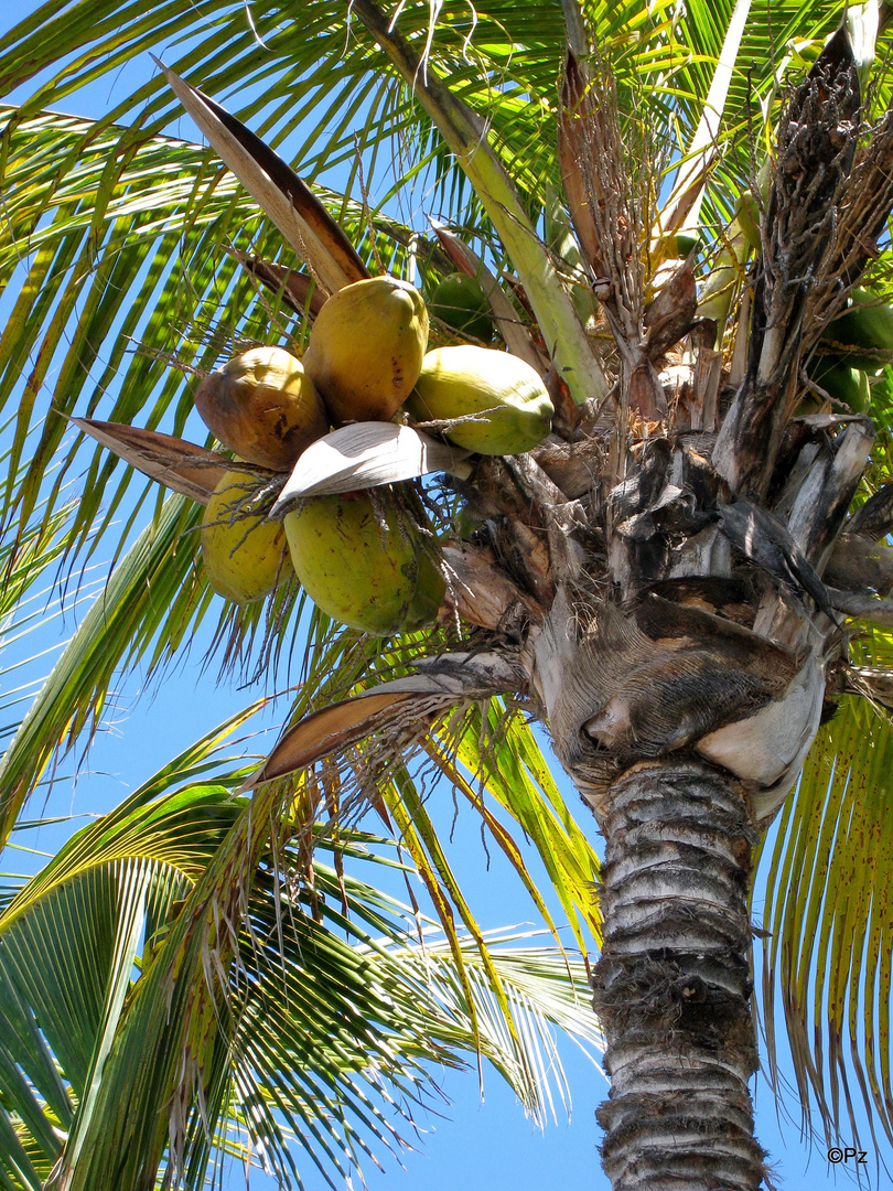 Die Kokospalme oder Kokosnusspalme (Cocos nucifera) ...