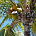 Die Kokospalme oder Kokosnusspalme (Cocos nucifera) ...