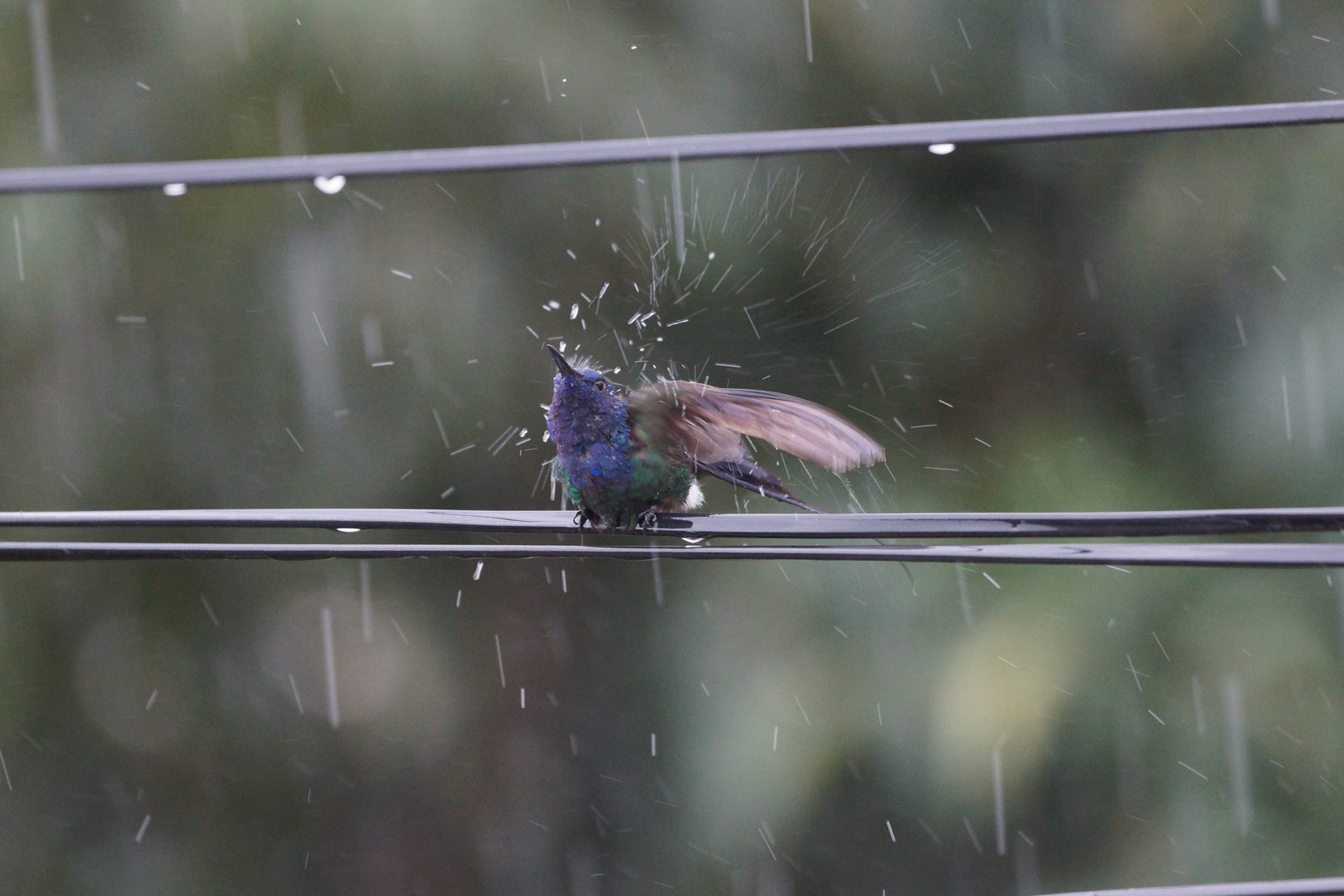 Die Kolibri-Dusche