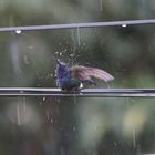 Die Kolibri-Dusche