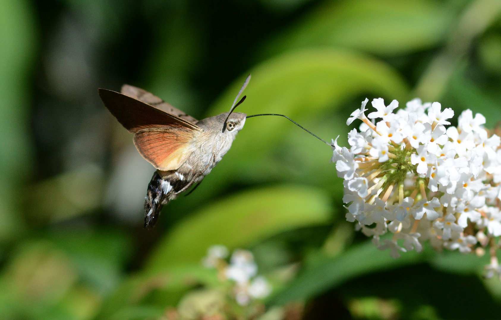 Die Kolibri-Schmetterlinge sind wieder da