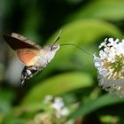 Die Kolibri-Schmetterlinge sind wieder da