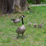 Die komische Gänsefamilie