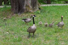 Die komische Gänsefamilie