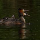 Die komplette Familie Haubentaucher