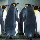 Die Konferenz der Pinguine