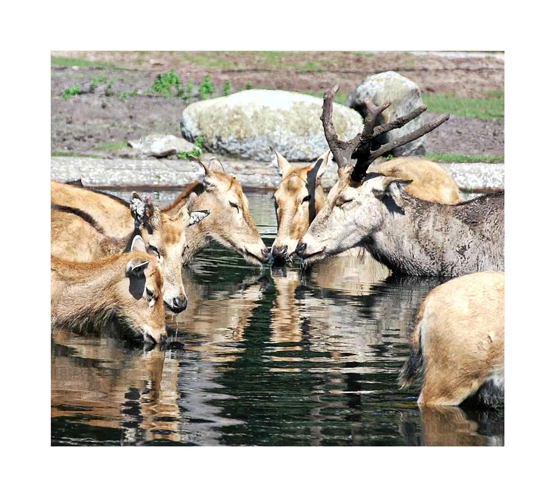 die Konferenz der Tiere