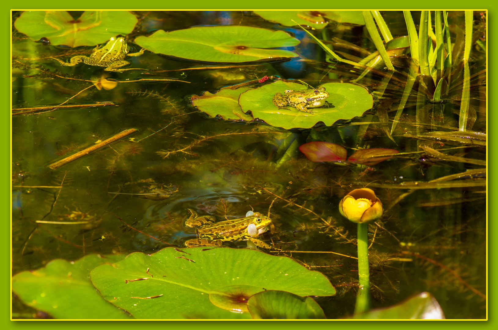 Die Konkurrenz am Teich