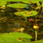 Die Konkurrenz am Teich