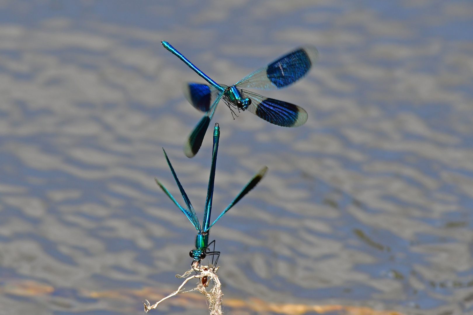 Die Kontrahenten auf Tuchfühlung (Calopteryx splendens)