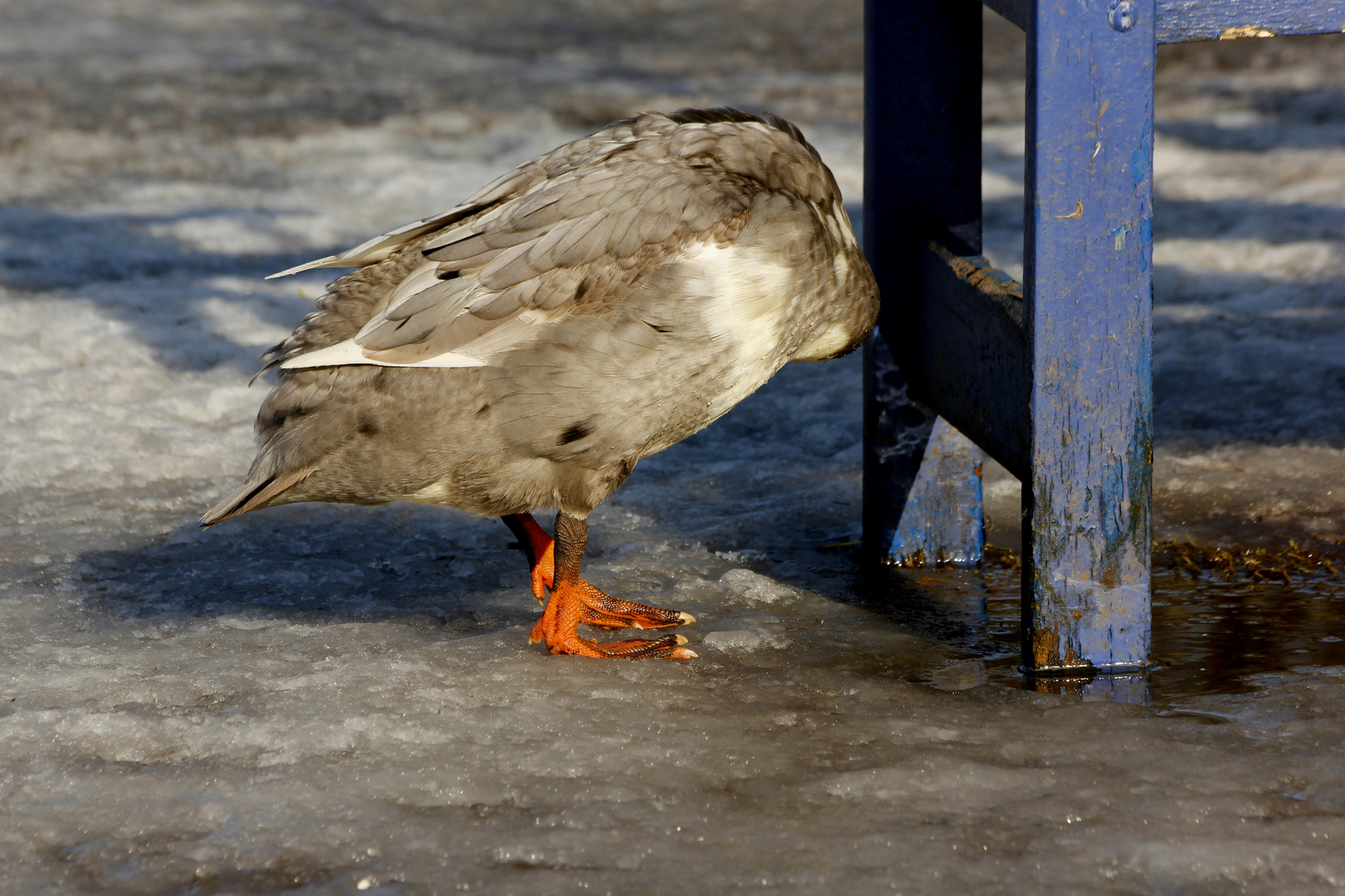 ..die kopflose Ente