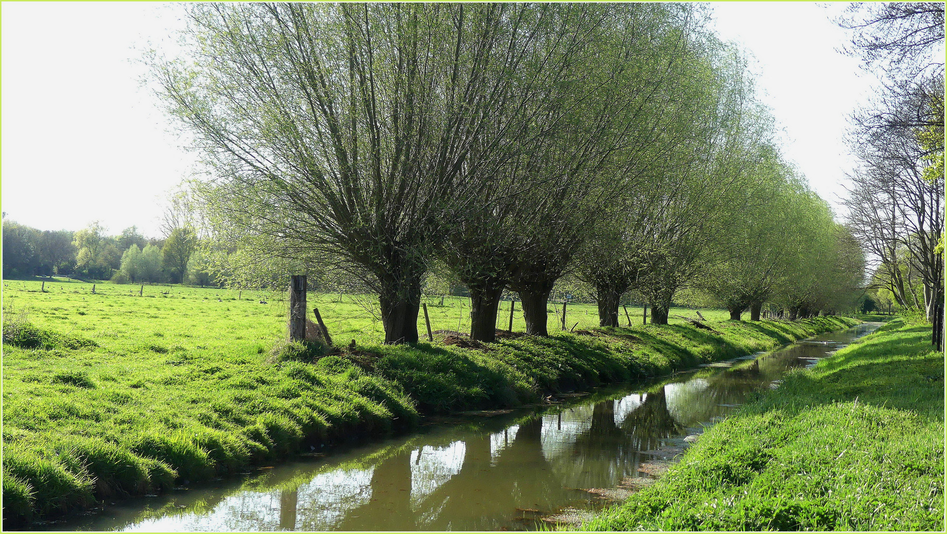 Die Kopfweide ist ein typischer Baum des Niederrheins.