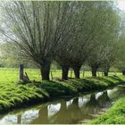 Die Kopfweide ist ein typischer Baum des Niederrheins.