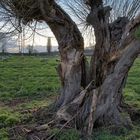 Die Kopfweide - typisch Niederrhein