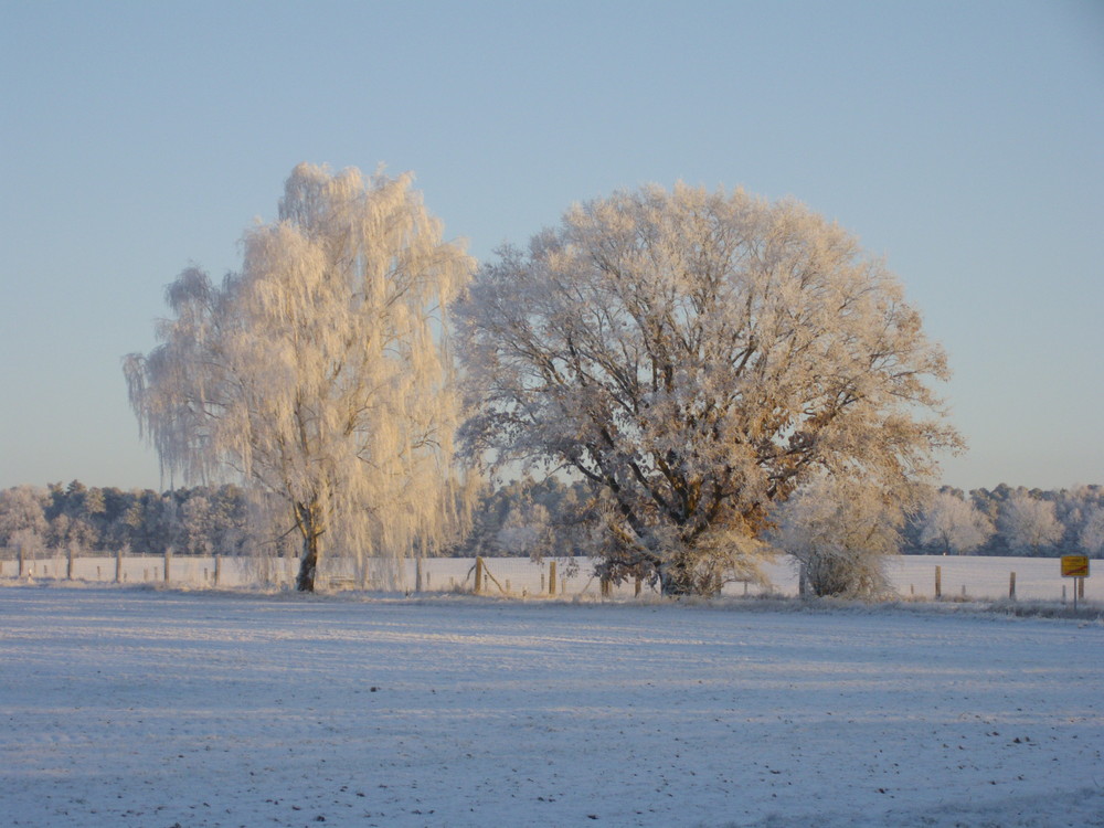 Die Koppeln im Winter