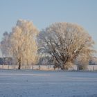 Die Koppeln im Winter