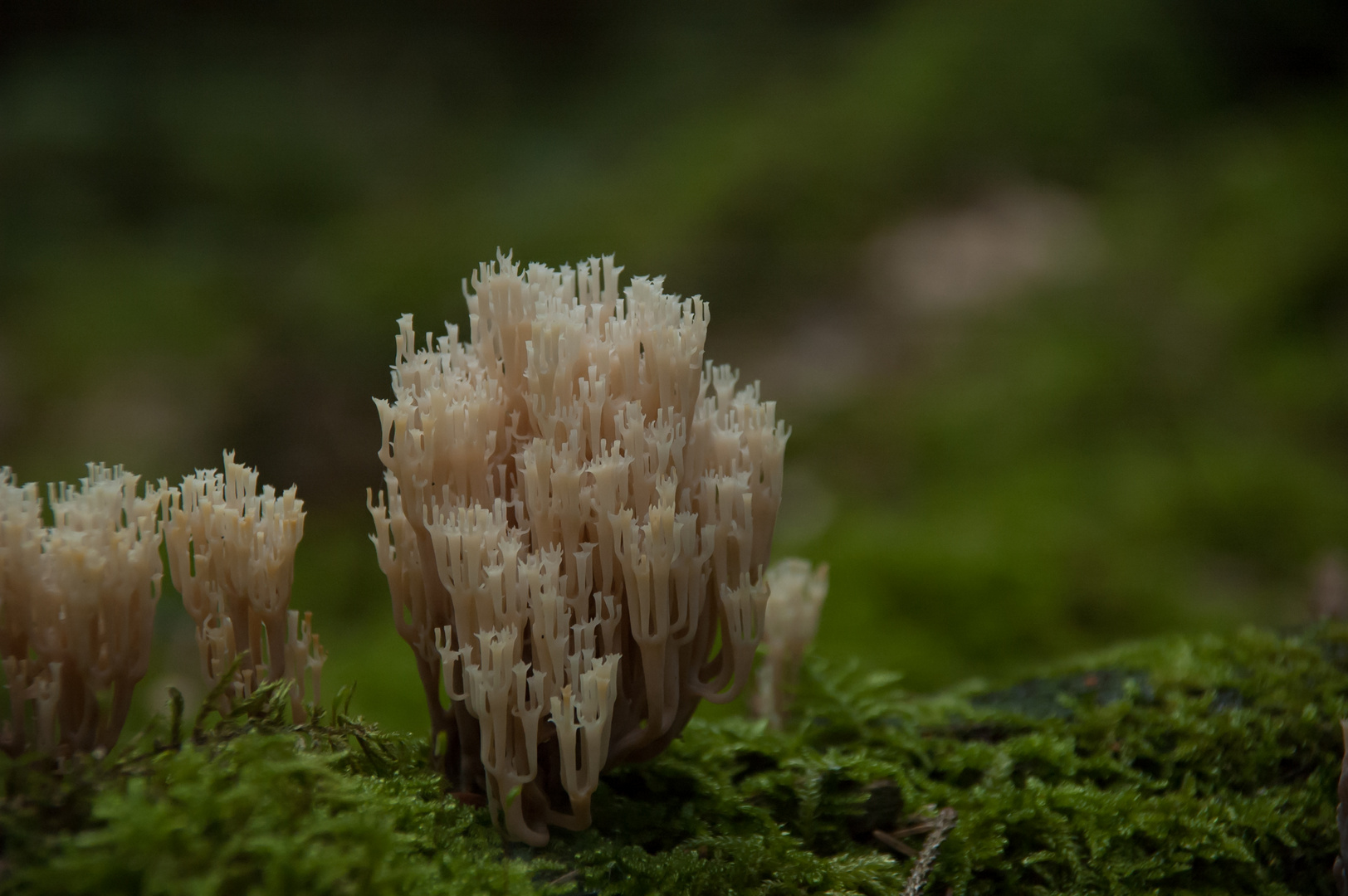 Die Koralle im Wald