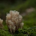 Die Koralle im Wald