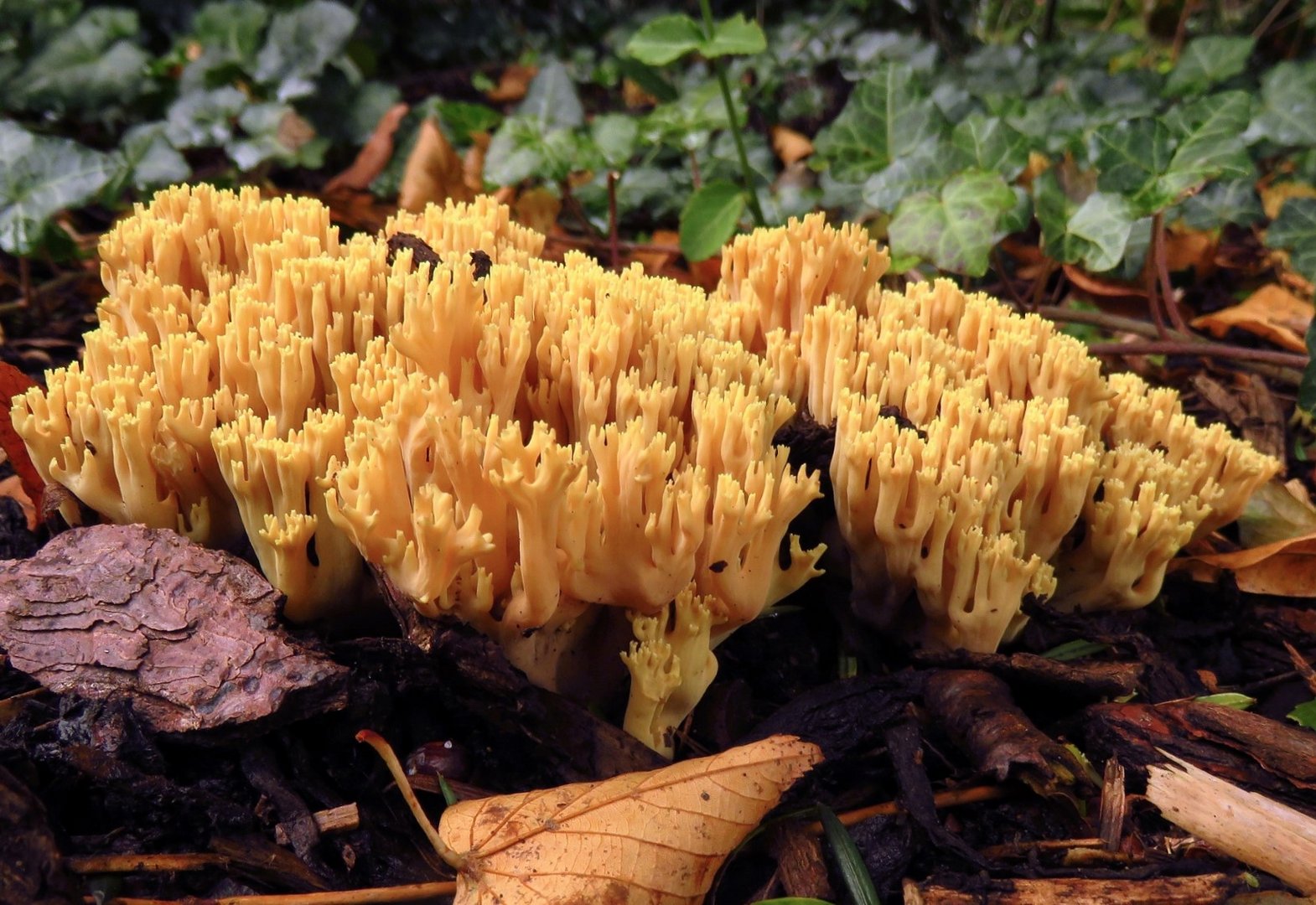 Die Korallen-Pilze sind auch