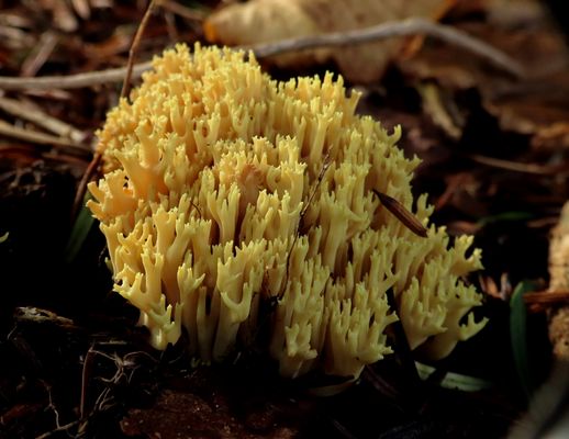Die Korallenpilze fand ich