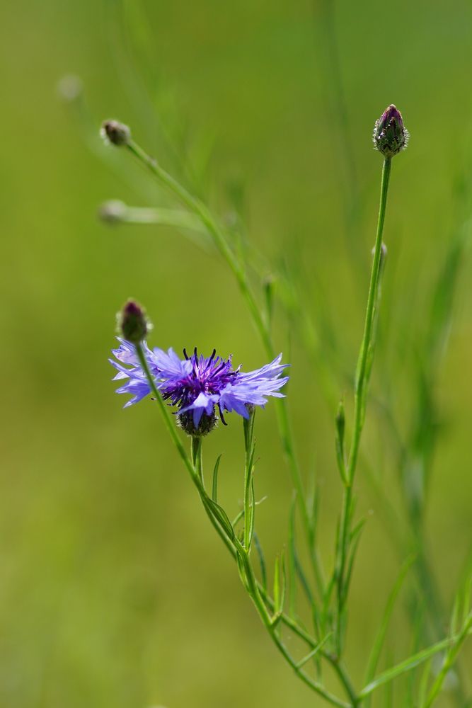 Die Kornblume