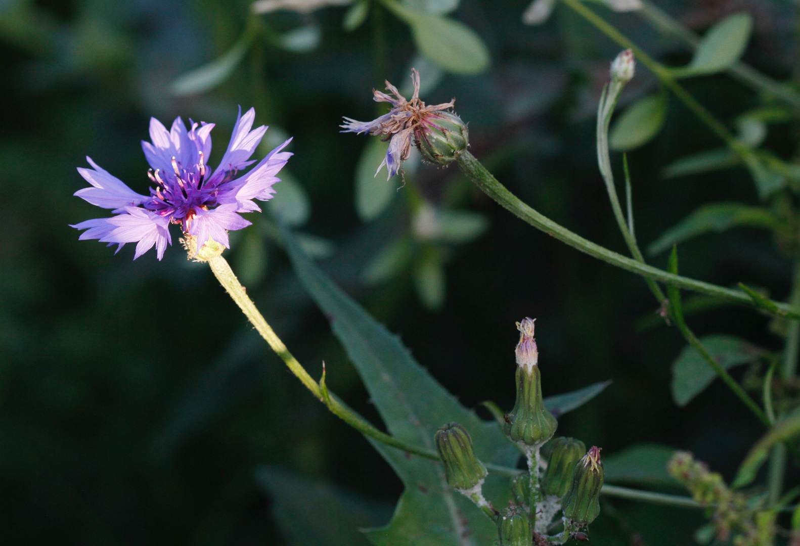 Die Kornblume