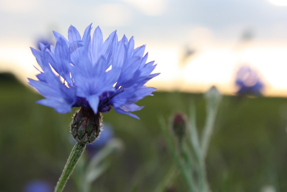 Die Kornblume