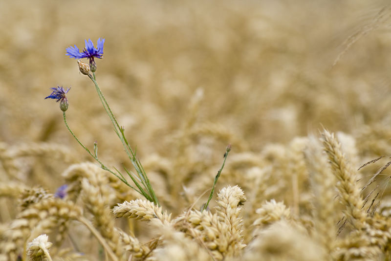 Die Kornblume