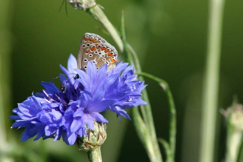 Die Kornblume hat Besuch