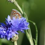 Die Kornblume hat Besuch