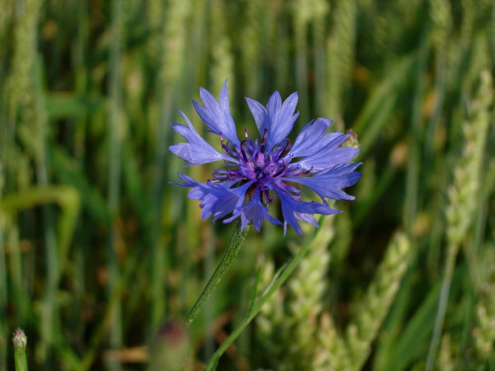 Die Kornblume im Kornfeld...