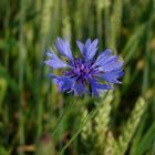 Die Kornblume im Kornfeld...