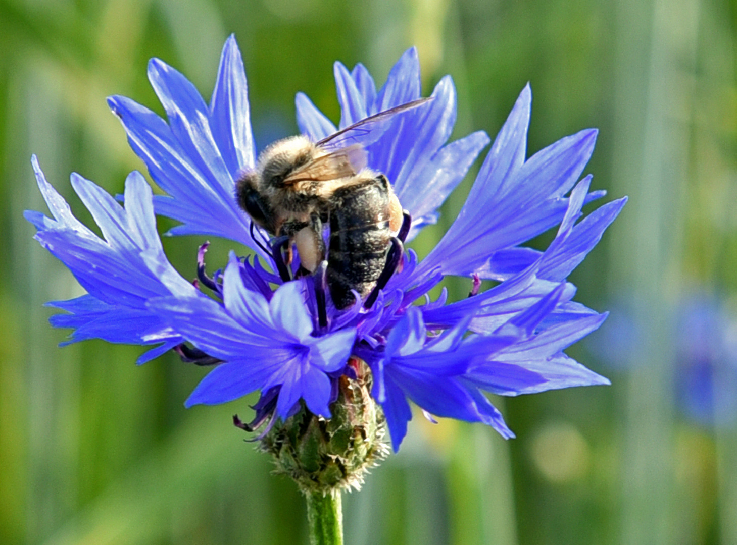 Die Kornblume in....