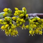 die Kornelkirschen erwachen aus dem Winterschlaf