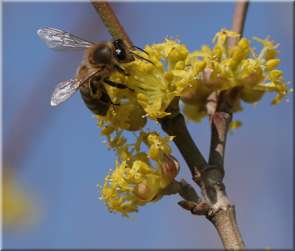 Die Kornelkirschenblüte hat Besuch