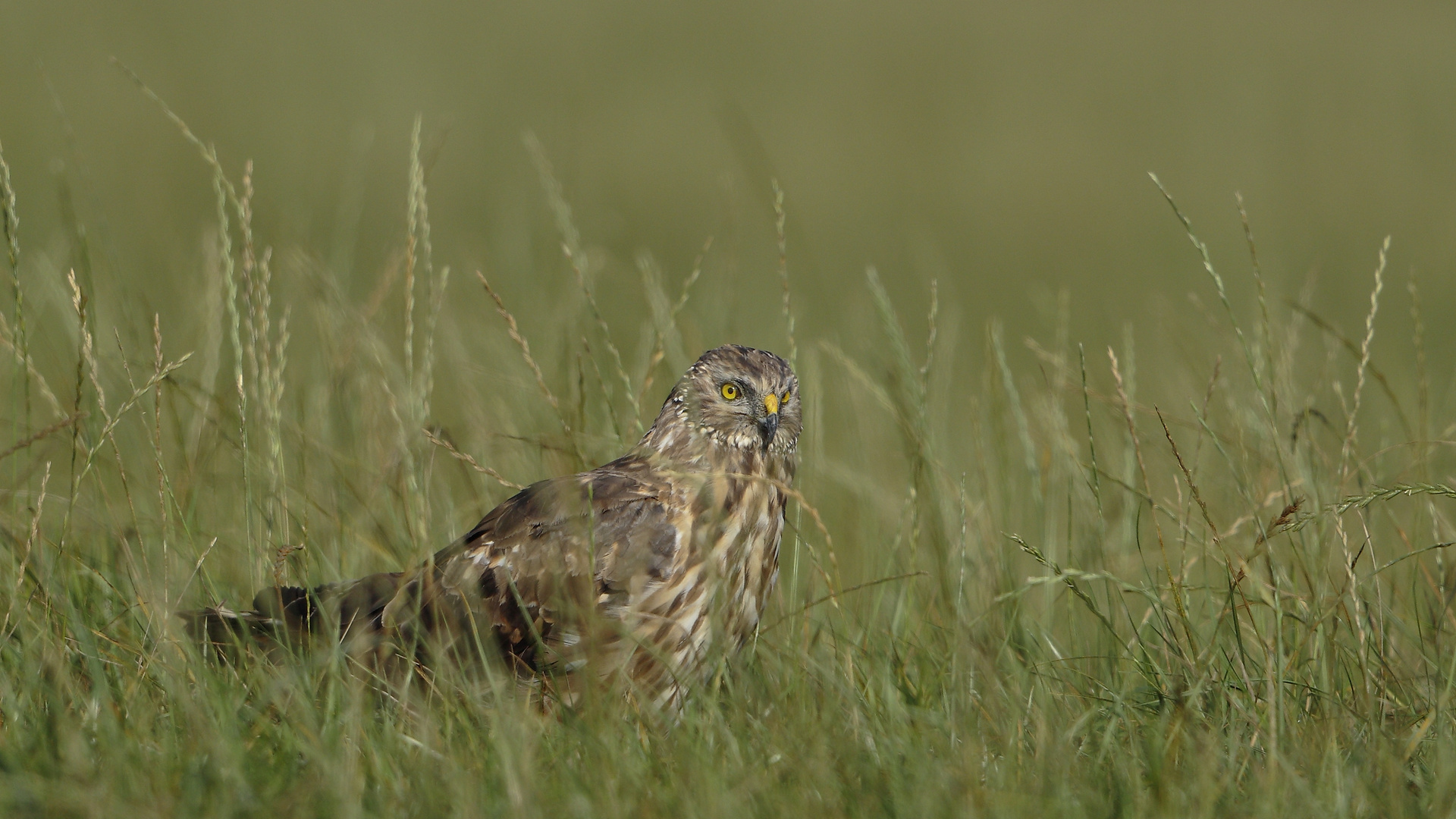 Die Kornweihe: Deutschlands seltenster Greifvogel