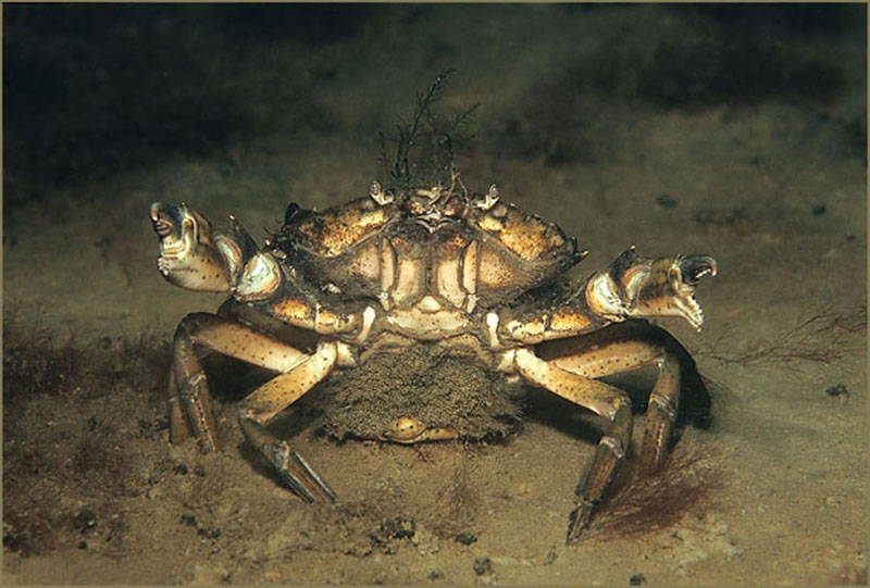 Die Krabbe