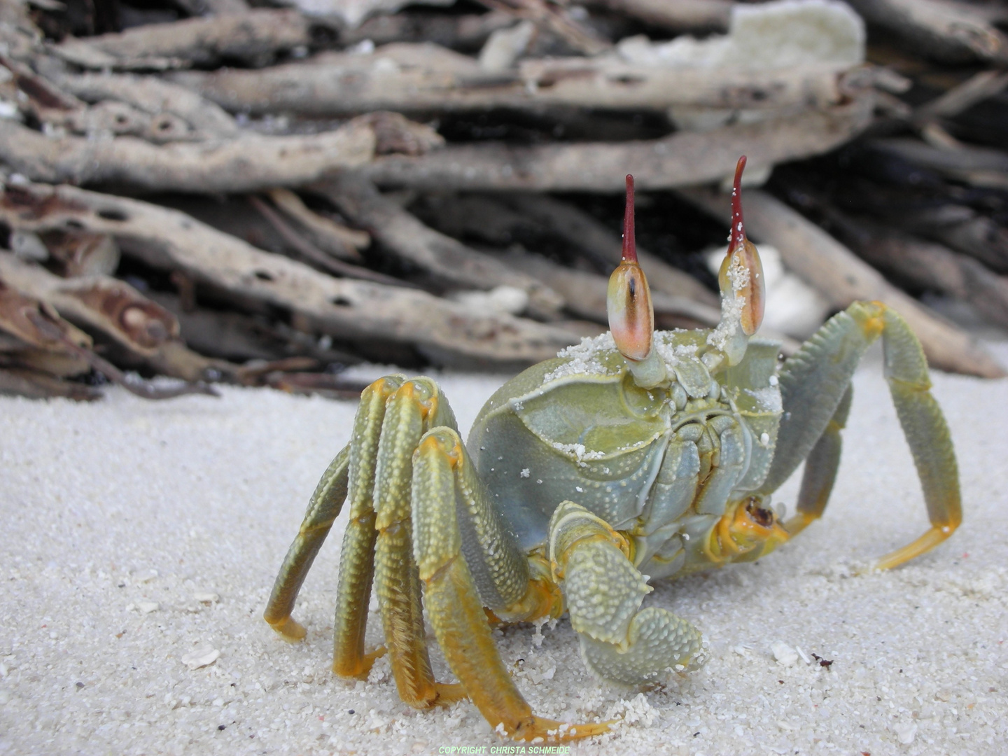 die Krabbe am Strand