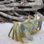 die Krabbe am Strand