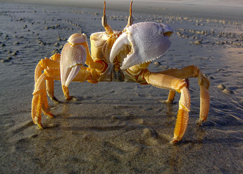 Die Krabbe mit den weißen Scheren