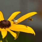 die Krabbenspinne bittet zum Tanz