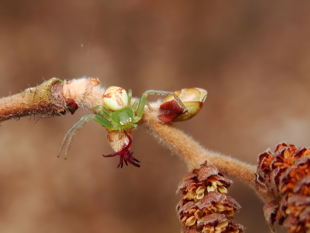 Die Krabbenspinne.....