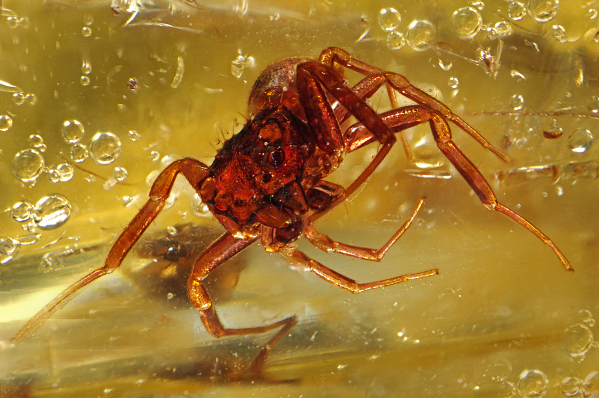  Die Krabbenspinne im Sprudelbad