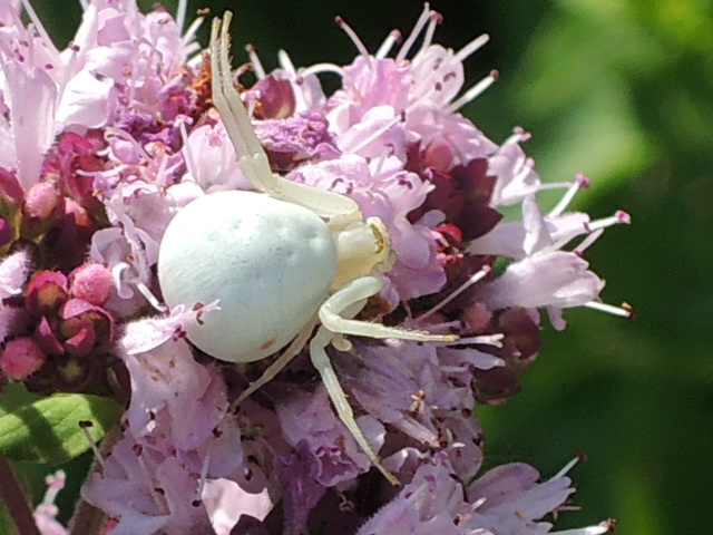 Die Krabbenspinne lauert auf Beute.