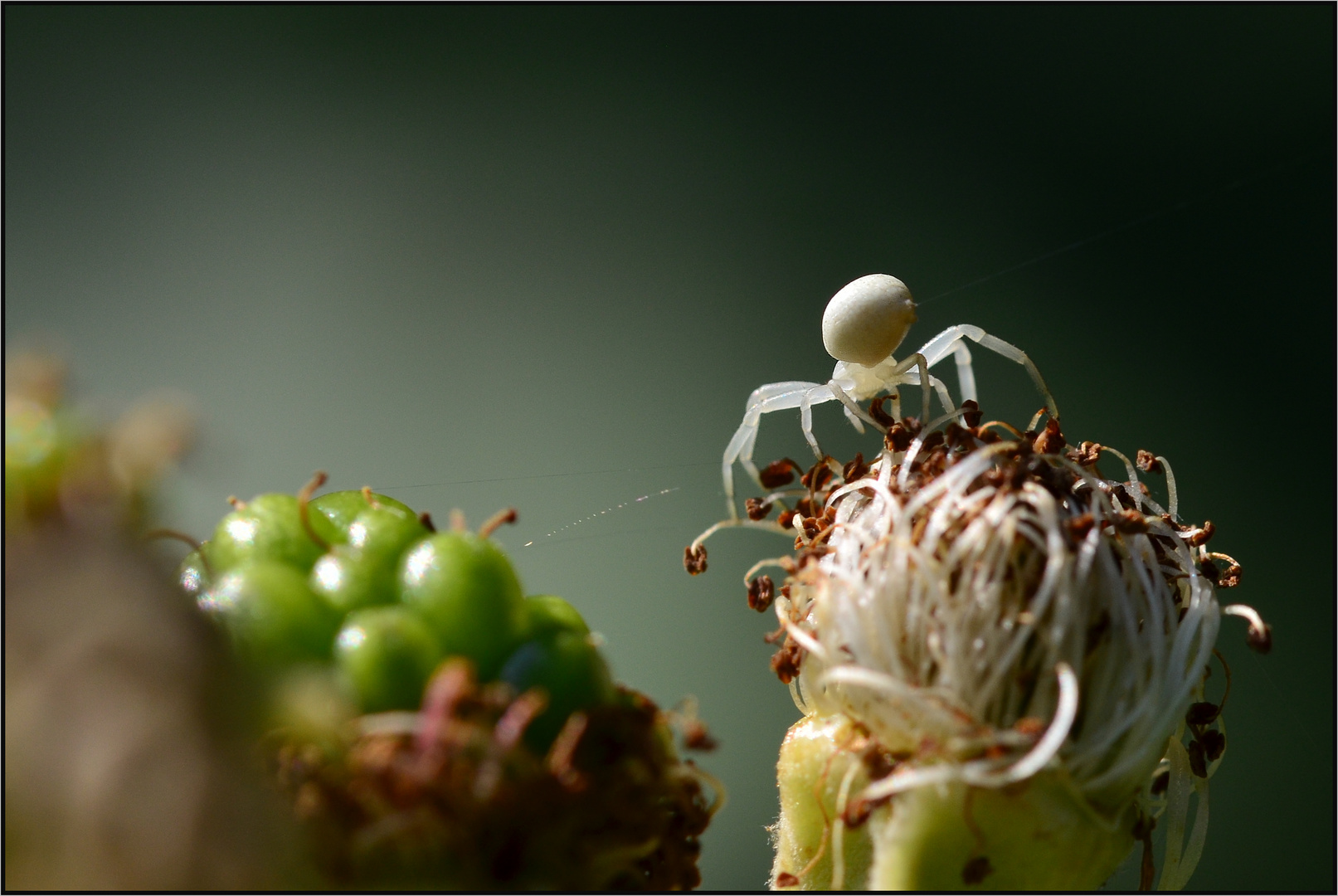 Die Krabbenspinne......  (Thomisidae)