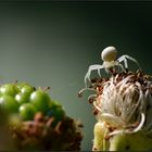 Die Krabbenspinne......  (Thomisidae)