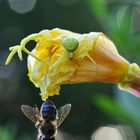 die Krabbenspinne und ihr Opfer