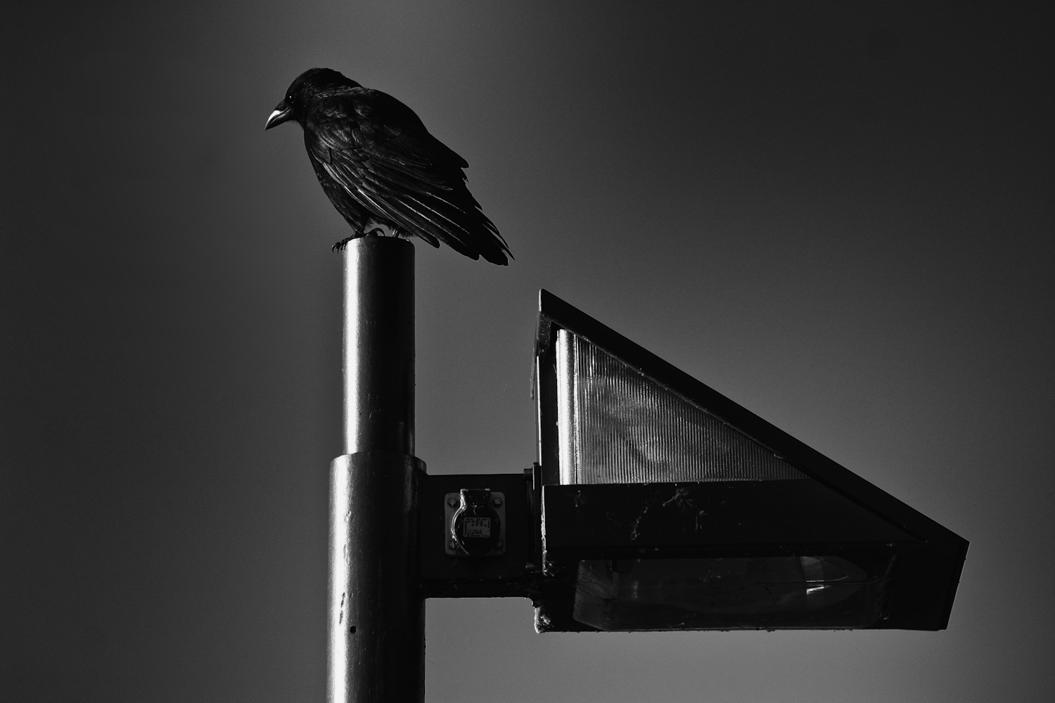  Die Krähe Foto & Bild spezial, laterne, natur Bilder auf