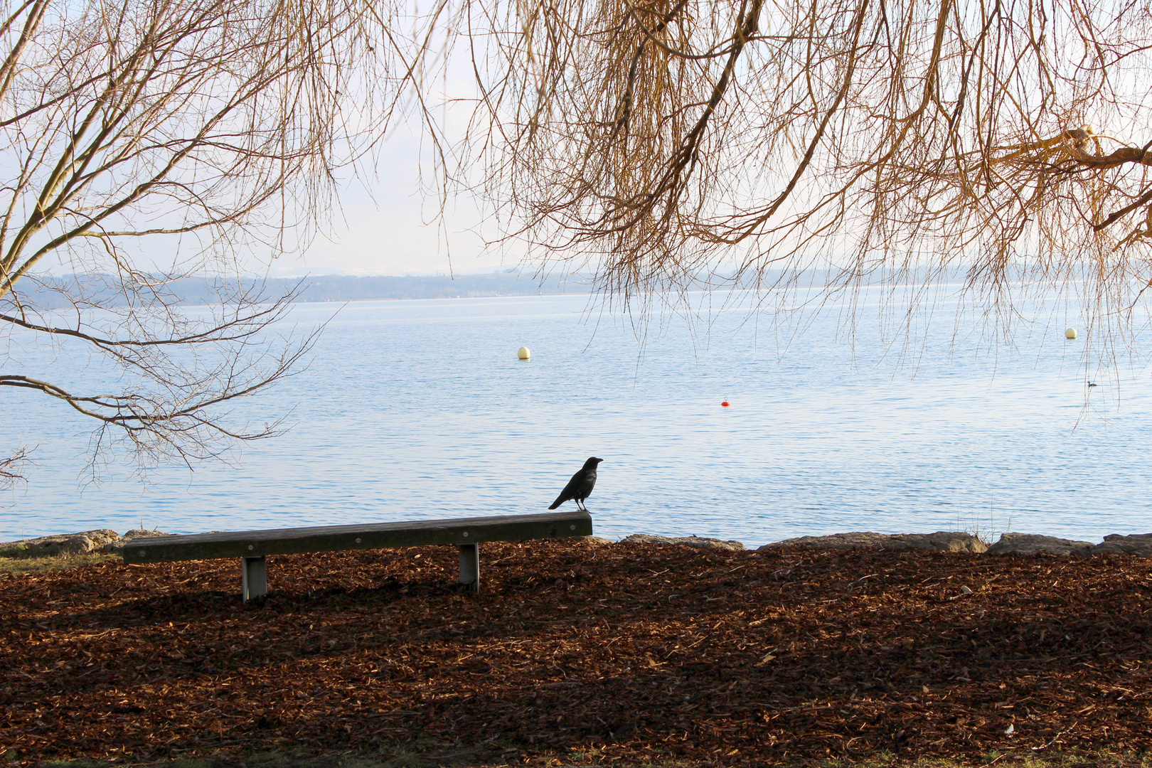 Die Krähe am See ...