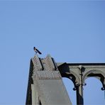 die Krähe auf der Brücke